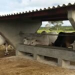 Tipos de sal para o gado agromanejo