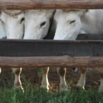 sal proteinado agro manejo