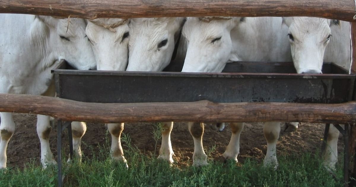 sal proteinado agro manejo