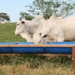 ureia na alimentação do gado