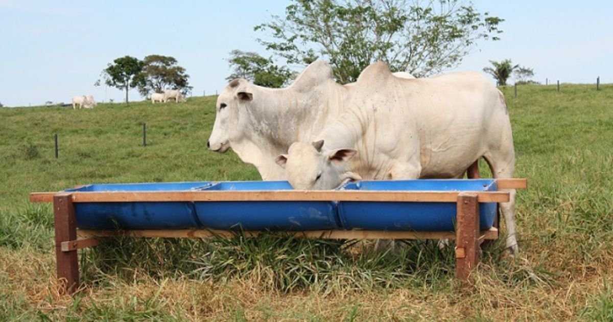 ureia na alimentação do gado